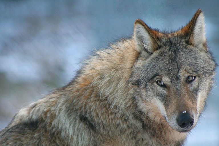 Scientists react to planned cull of Swedish wolves