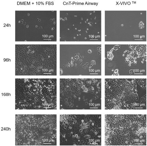 Scientists successfully transition cell line to be completely animal-free