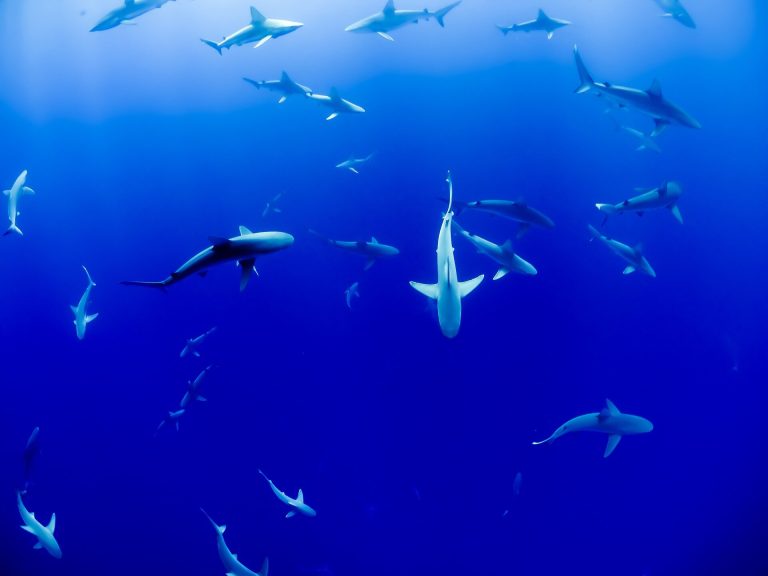 Two-thirds of species in global shark fin trade at risk of extinction