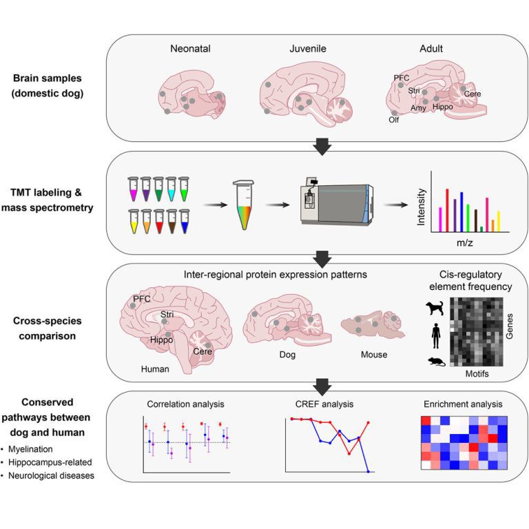 Spatio-temporal expression map of whole brain proteome of domestic dogs