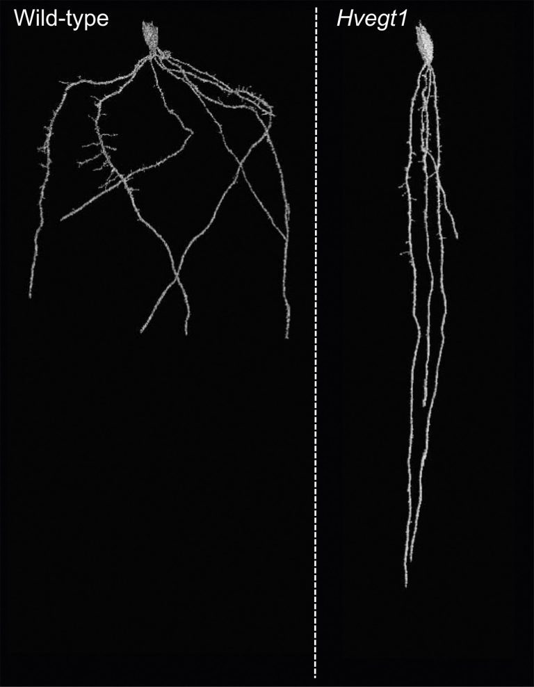 Straightening out kinky roots captures carbon and avoids drought stress