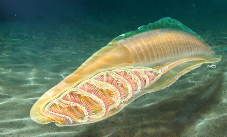 Study reveals yunnanozoans as the oldest known stem vertebrates