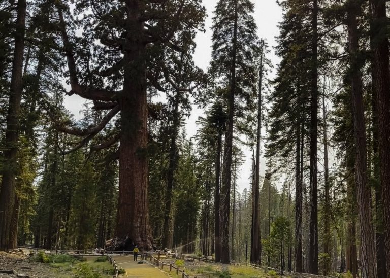 US firefighters race to protect giant sequoias in Yosemite