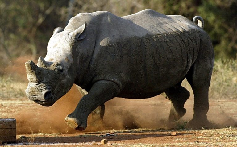 White rhinos return to Mozambique park after 40 years