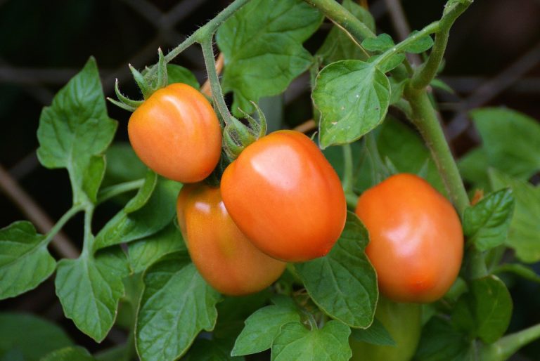 Study finds that tomatoes, but not farm workers or gardeners, are safe from soil lead