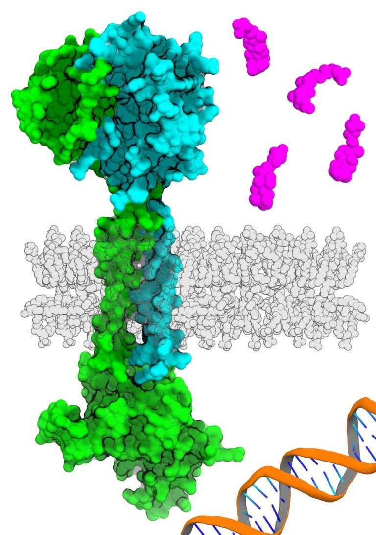 Researchers use AI to detect new family of genes in gut bacteria