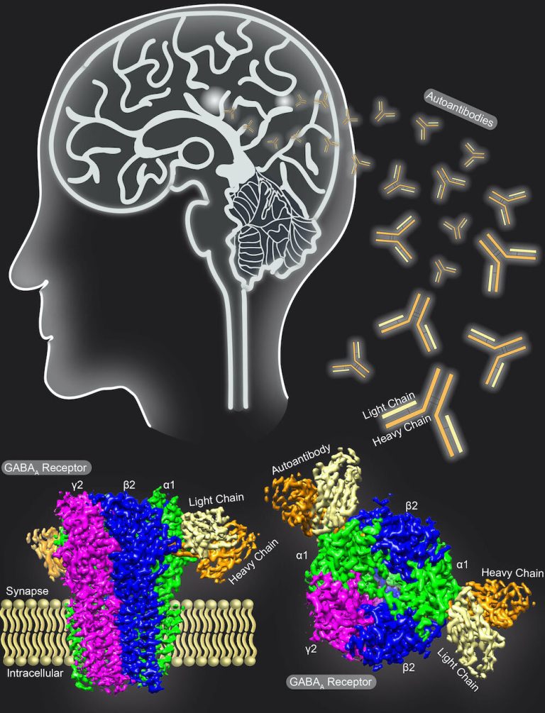 Researchers capture first images of antibody attacking neuron receptor