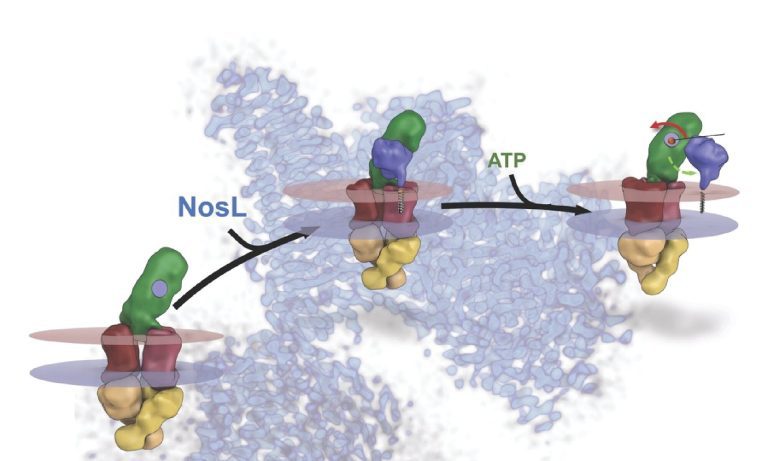 Study reveals insights into enzyme that combats a common greenhouse gas