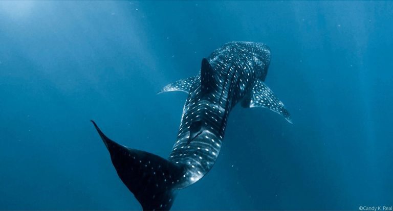 Satellite-tracking of whale sharks offered insight into their migratory and feeding behavior