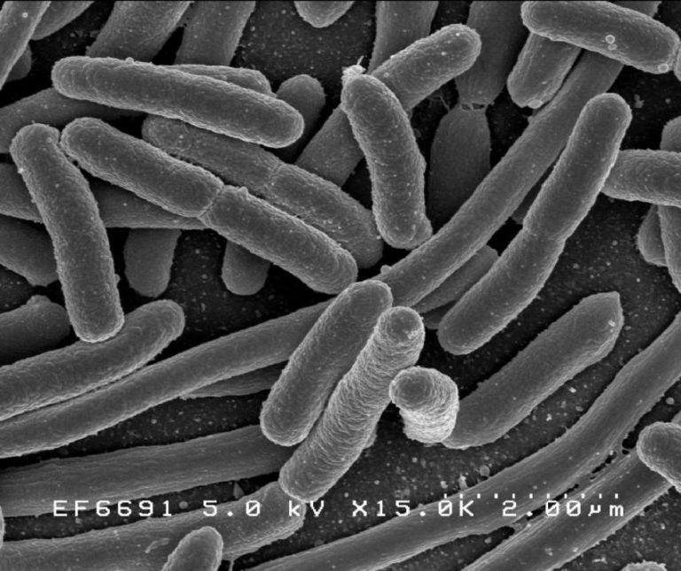 Engineered E. coli delivers therapeutic nanobodies to the gut