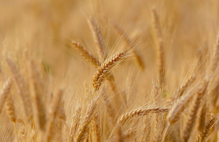 Figuring out how wild wheat protects itself from insects