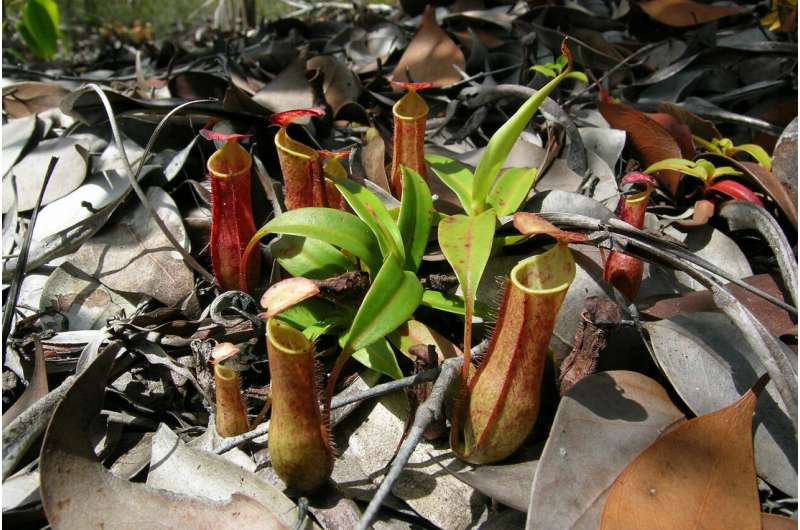 Researchers reveal how an insect-eating plant uses rain energy to power its traps