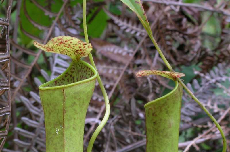 Researchers reveal how an insect-eating plant uses rain energy to power its traps