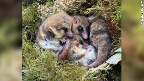 Monitos (Dromiciops gliroides) hibernate together in a nest. 