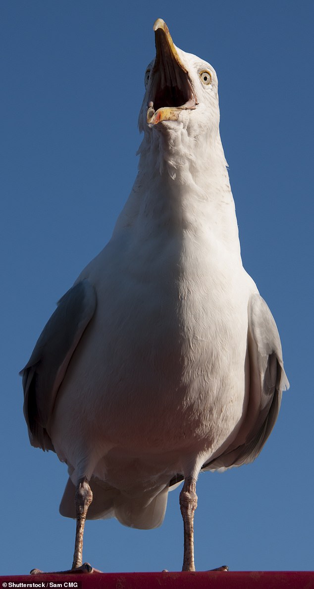 The reason for the seagull attack was likely because it was trying to protect chicks that had fallen out the nest or were flying nearby