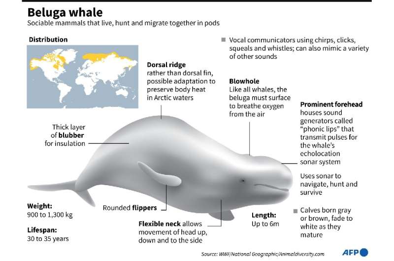 Beluga whale