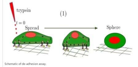 A van der Waals force-based adhesion study of stem cells exposed to cold atmospheric jets