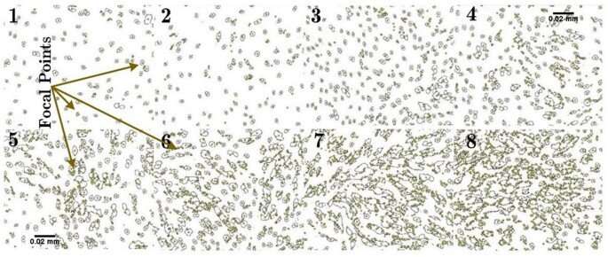 A van der Waals force-based adhesion study of stem cells exposed to cold atmospheric jets