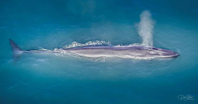 Climate change predicts southerly shift of great whale species in New Zealand