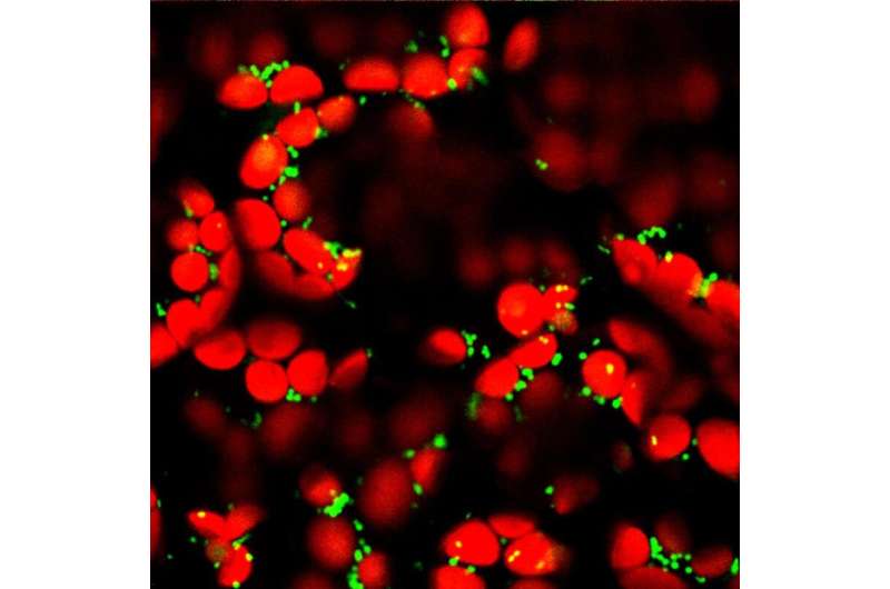 How calcium ions get into the cellular power stations of plants