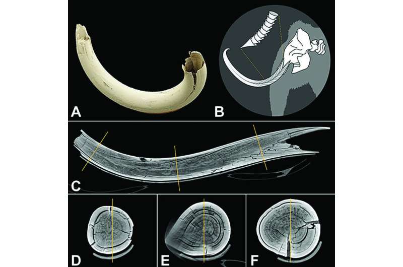 CT scanner captures entire woolly mammoth tusk