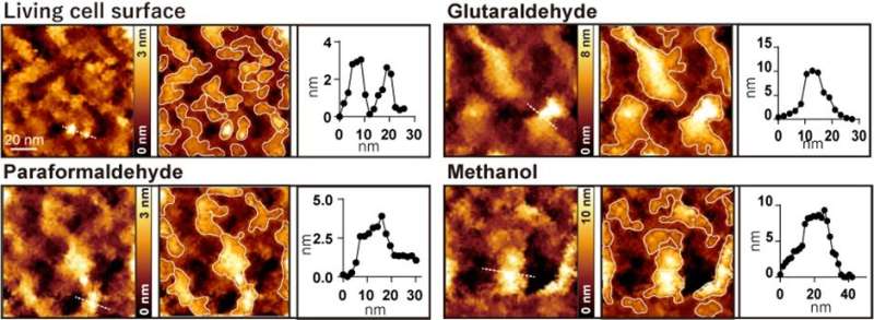 Chemical fixation causes aggregation artefact