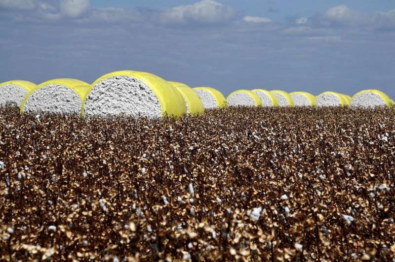 Cotton bales in a field at Pamplona farm in Cristalina, Brazil on July 14, 2022