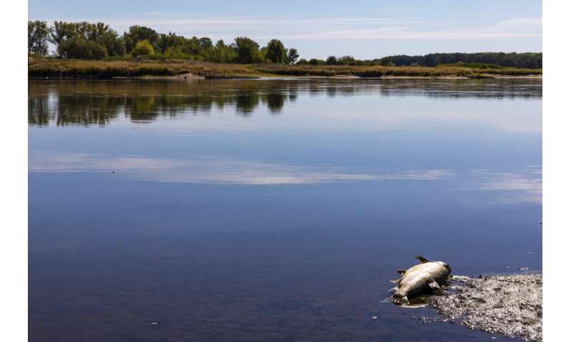 Wildfires spread, fish die off amid severe drought in Europe