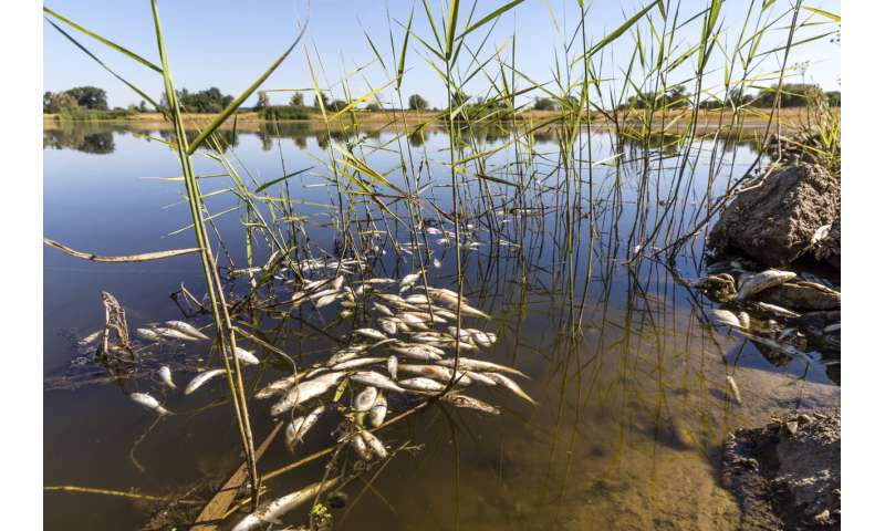 Wildfires spread, fish die off amid severe drought in Europe