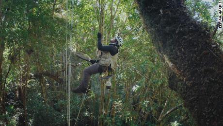 Madriz ascends into the tree canopy to find crane flies.