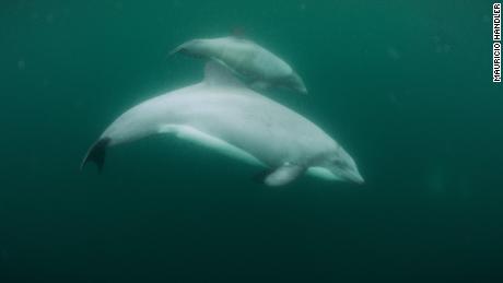 Two Chilean dolphins swim together.