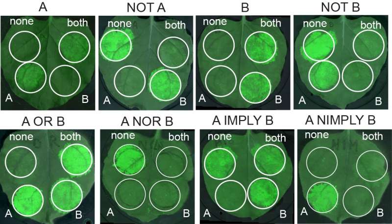 Synthetic genetic circuits could help plants adapt to climate change