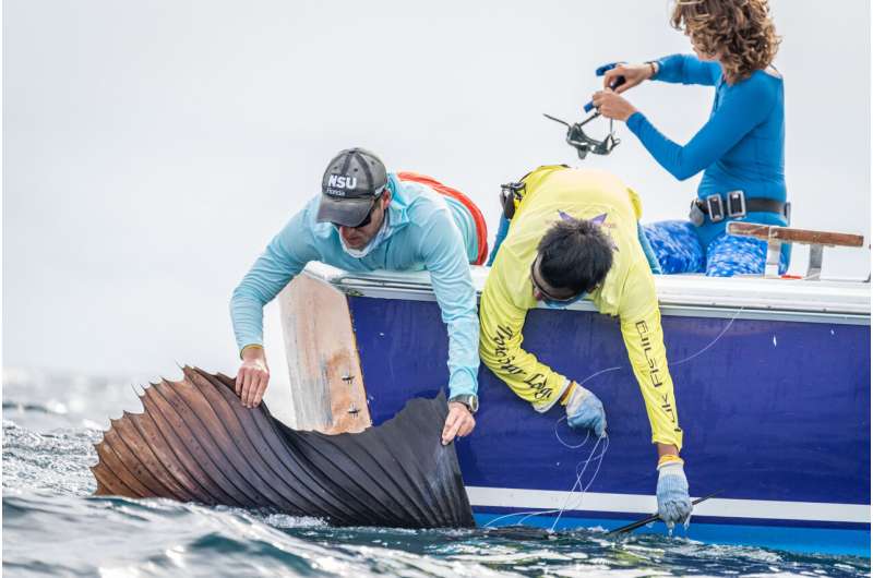 Nova Southeastern University researchers use first-of-its-kind tracking sensors to study billfish