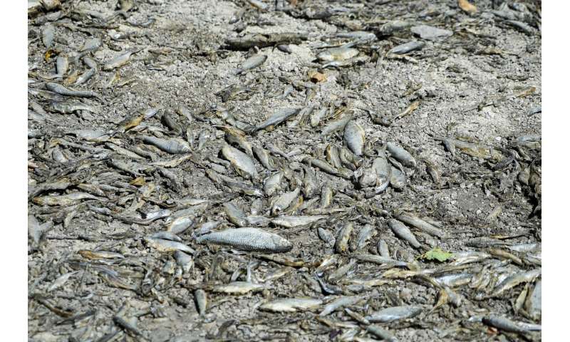 European drought dries up rivers, kills fish, shrivels crops