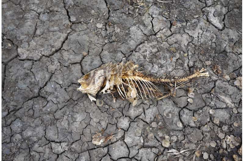 European drought dries up rivers, kills fish, shrivels crops