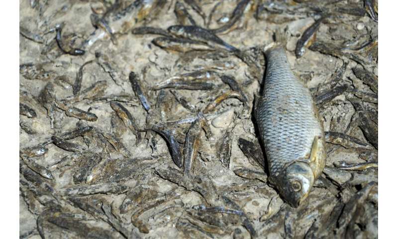 European drought dries up rivers, kills fish, shrivels crops