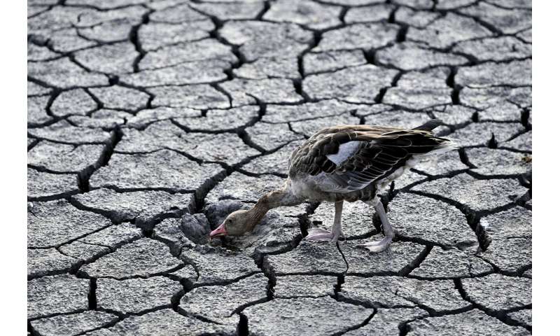 European drought dries up rivers, kills fish, shrivels crops