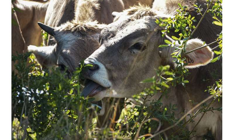 European drought dries up rivers, kills fish, shrivels crops