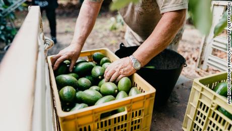 Avocados being harvested in Spain. Around 2,000 liters of water are used to grow one kilogram of avocados.