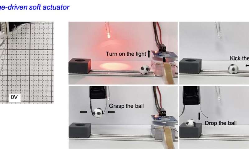 Will strong and fast-switching artificial muscle be feasible?