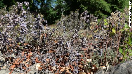 The Millers&#39; garden was once a lush oasis but has succumbed to the heat and lack of rain.