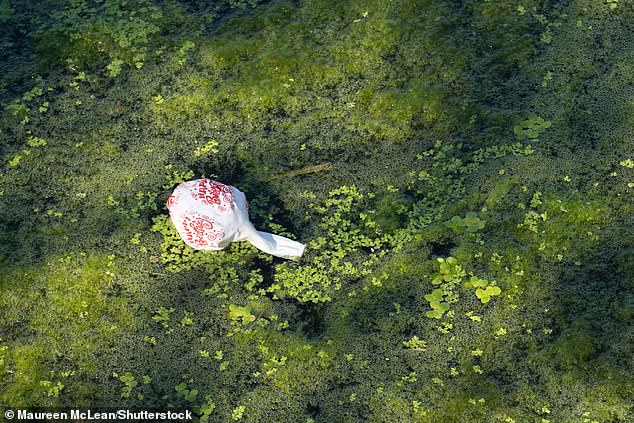 Algal bloom on the Jubilee River on Friday in Dorney due to the ongoing hot weather Seasonal Weather