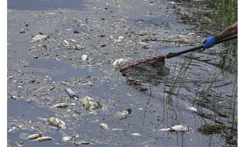 What killed tons of fish in European river? Mystery deepens