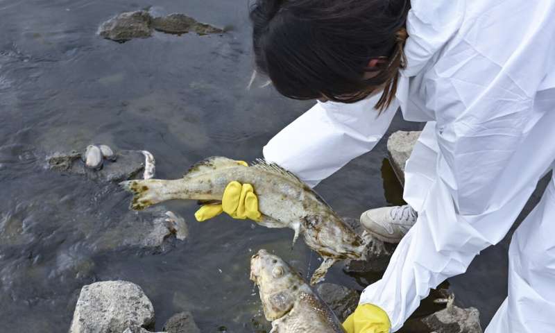 What killed tons of fish in European river? Mystery deepens