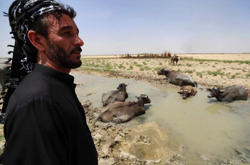 Family members watch carefully over the buffaloes that remain, fearful that the weak, underfed beasts might fall in the mud and 