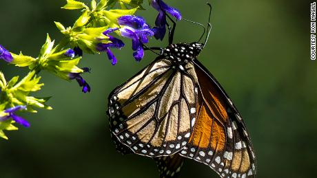 A monarch butterfly.