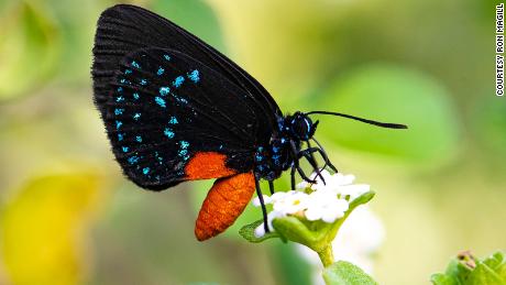 An atala butterfly.