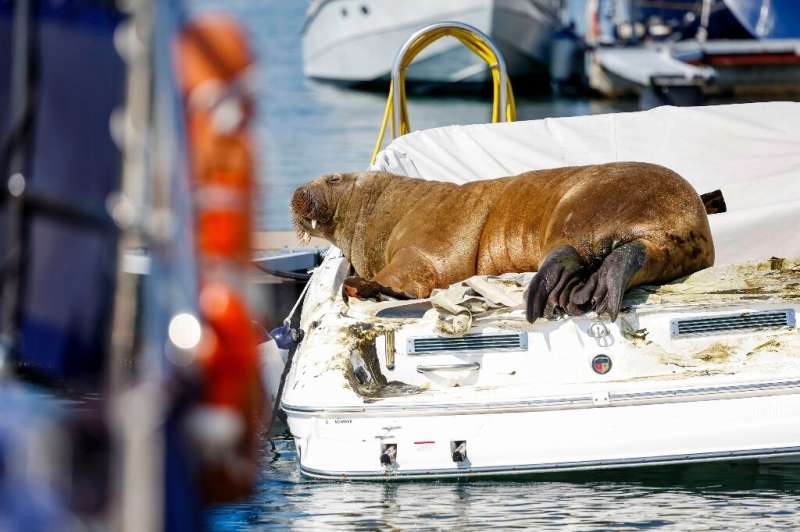 Freya first gained notoriety in Norway by climbing onto pleasure boats