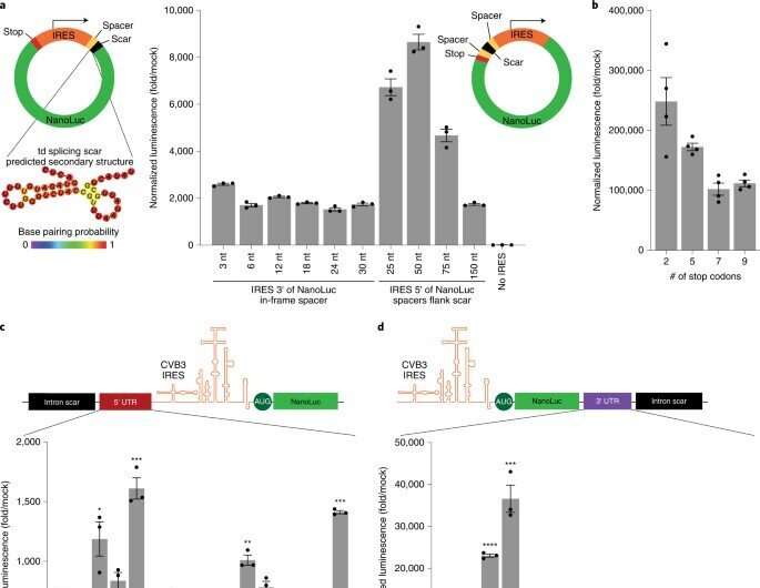 Engineering circular ribonucleic acids (circRNAs) for improved protein production