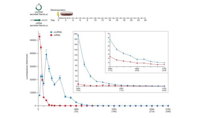 Engineering circular ribonucleic acids (circRNAs) for improved protein production